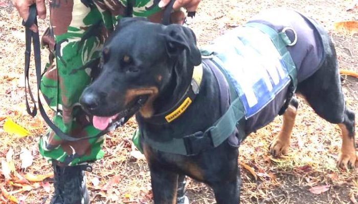 Clawy Meninggal, Anjing K9 yang Bantu Misi Kemanusiaan