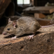 Tahun 2025 Ditemukan 1 Kasus Hantavirus di Kota Yogyakarta, tapi Sudah Sembuh